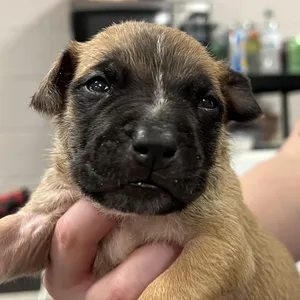Scout
