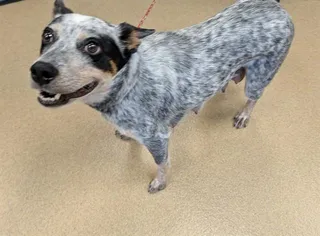 Pepper A218408