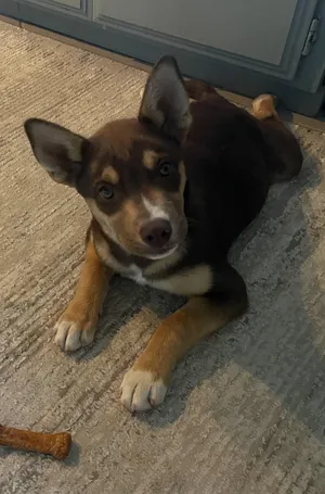 Hazel