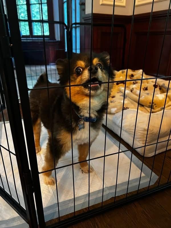 Cannoli