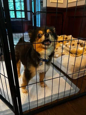 Cannoli