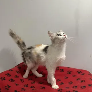 Rose (part Persian)