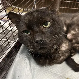 TOMAS