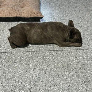 Faye 24 lbs