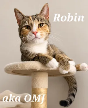 Robin aka OMJ