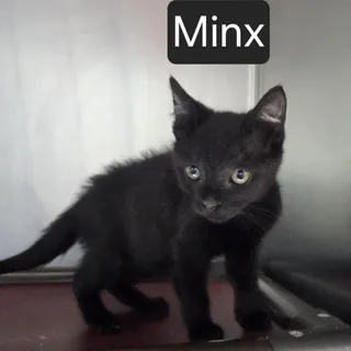 Minx
