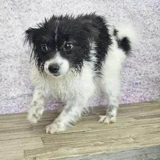 Oreo