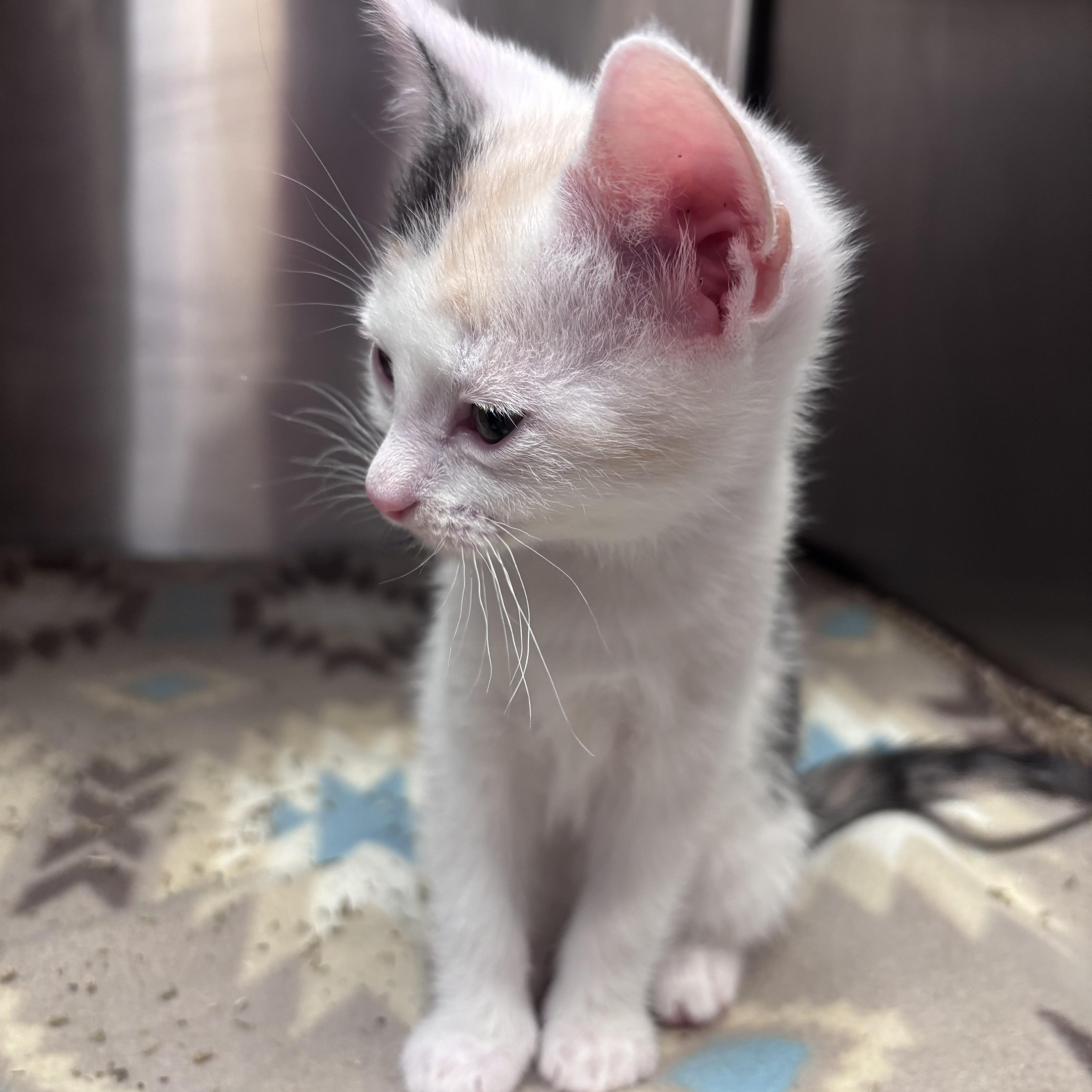 Bowtie (Noodle Litter)