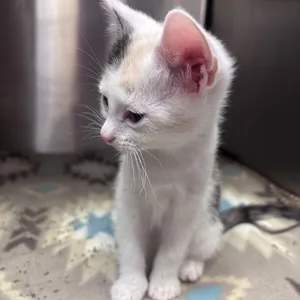 Bowtie (Noodle Litter)