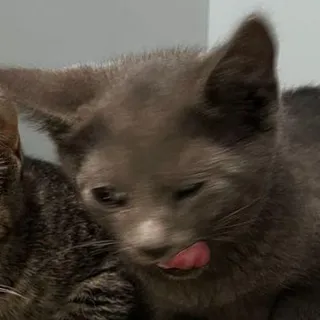Sir Purrs Alot