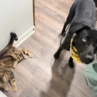 Blue Moon Best Boyx