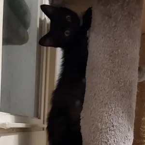 Mocha