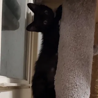 Mocha