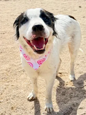 Bella (Aussie)