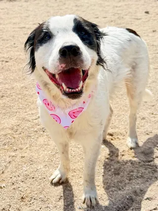 Bella (Aussie)