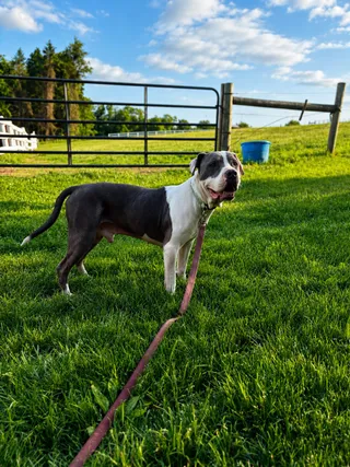 Dozer