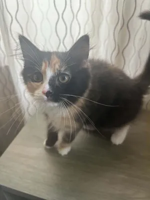 Cat-Erpillar