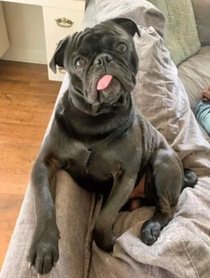 Mochi
