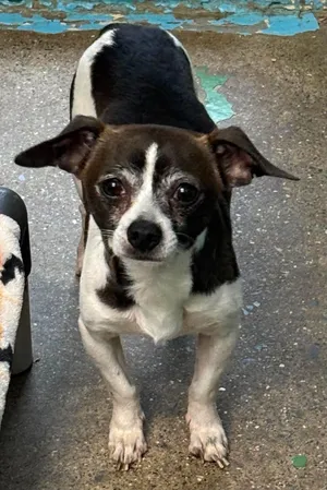 Joey, not at the shelter  (Shannon)