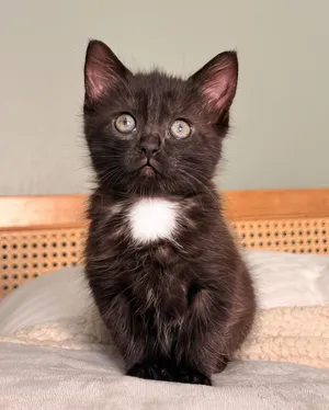 Pip