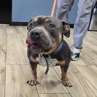 Bambino