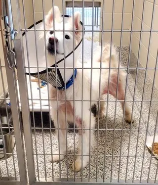 Milo