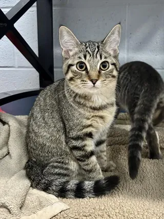 PIPER