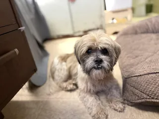 Taquito