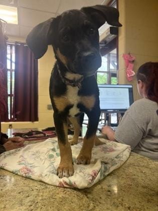Bodie