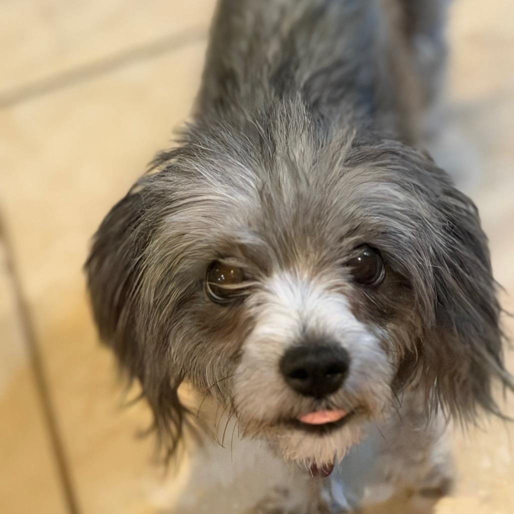 Lila