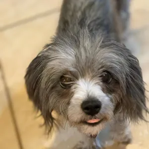 Lila