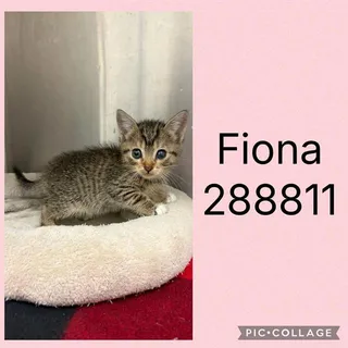 FIONA