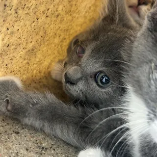 Gigi