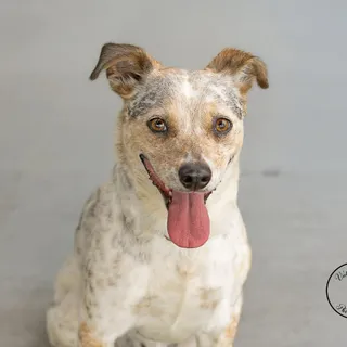 Pepper