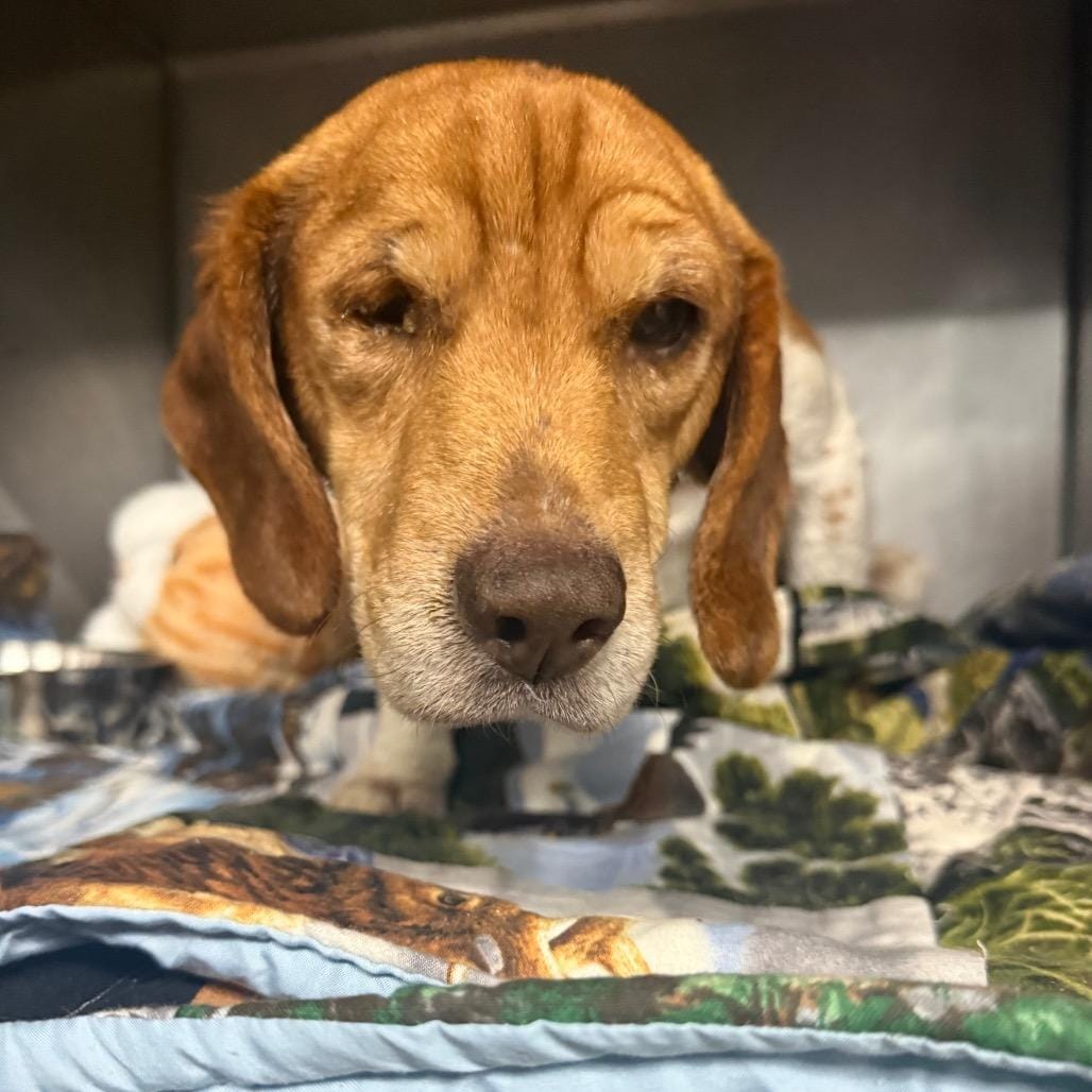Beagy Weagy