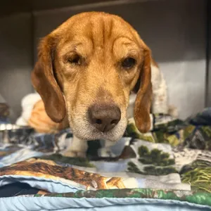 Beagy Weagy