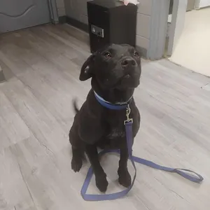 Bosco