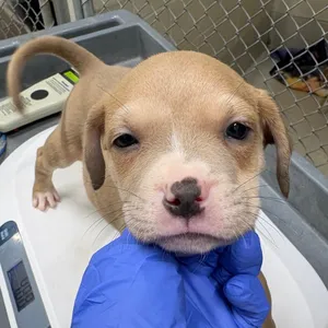 Puppy 6