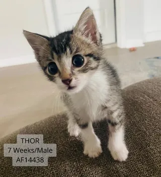 Thor