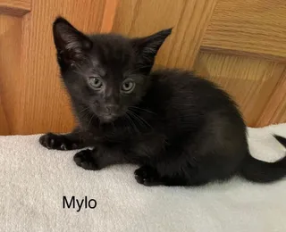Mylo