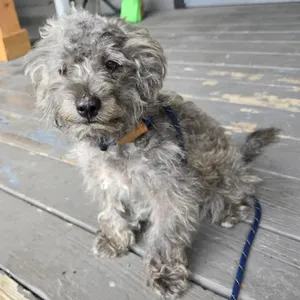 Milo