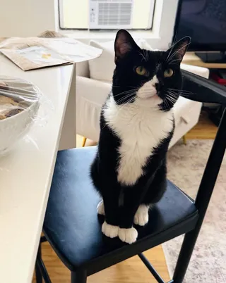 Winston