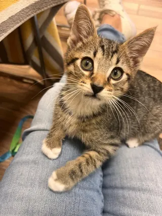 Atlas (bonded with Orion)