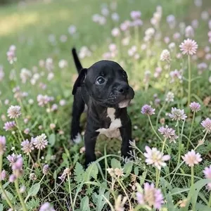 Bruce