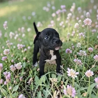 Bruce