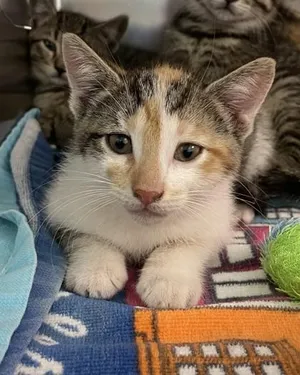 Leafcutter