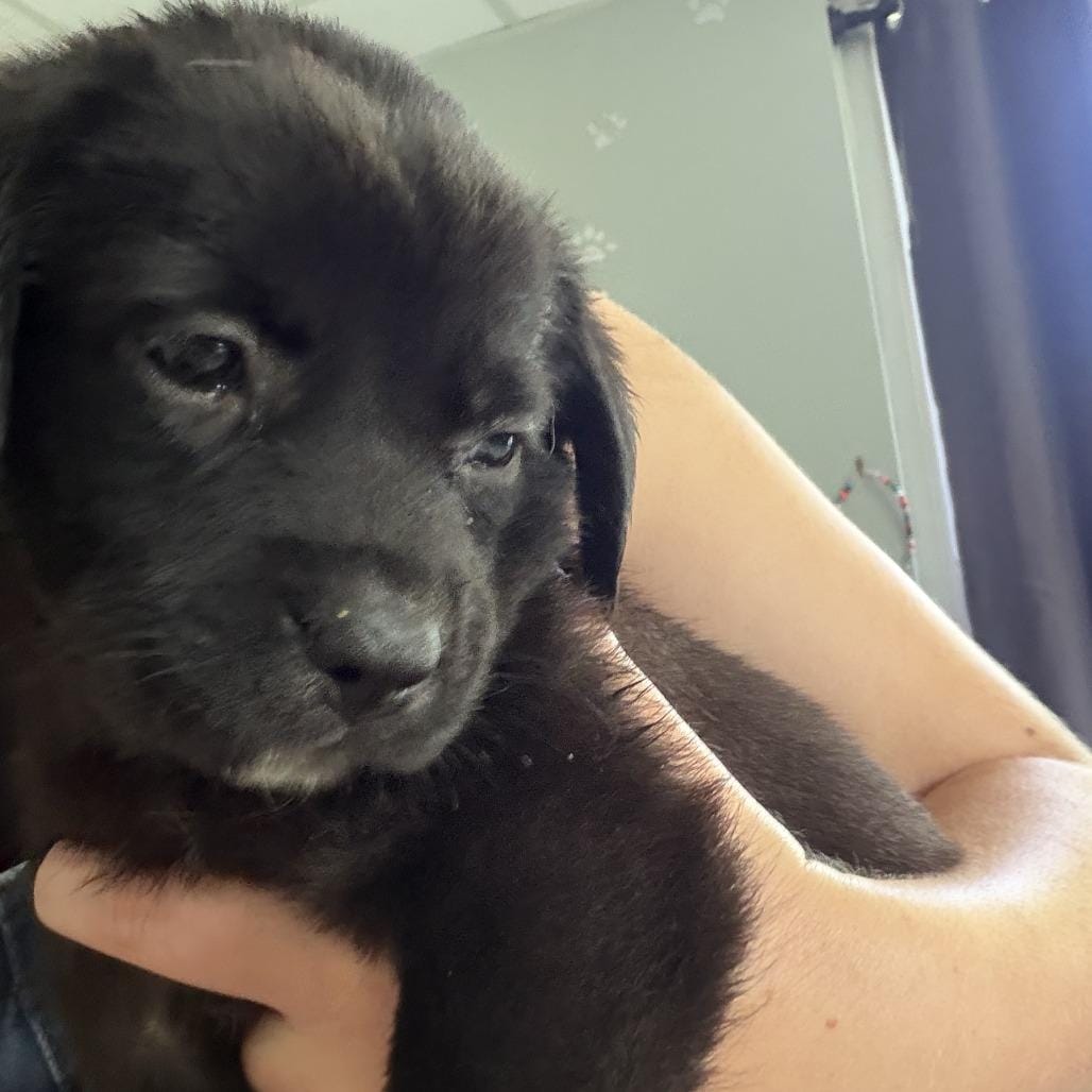 Queen Elizabeth pup 7