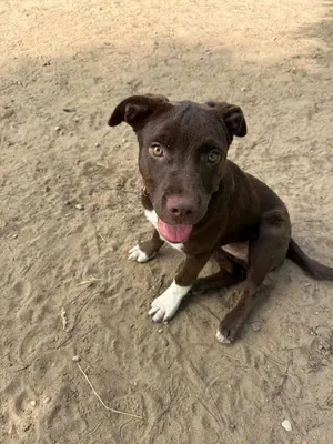 Coco