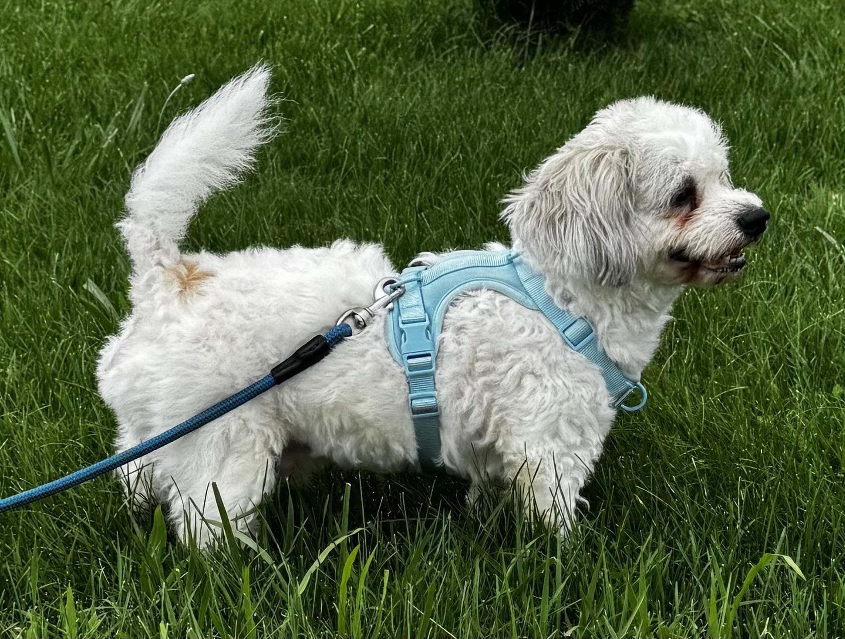 Max