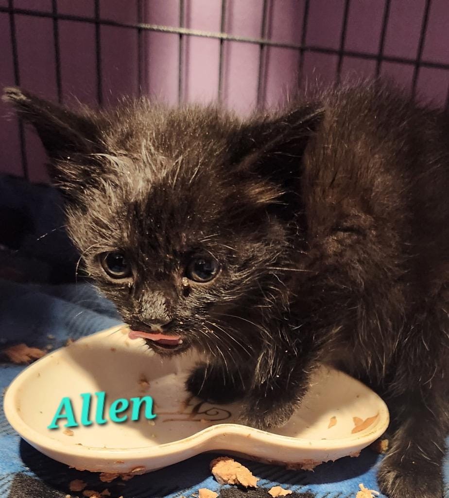 Allen